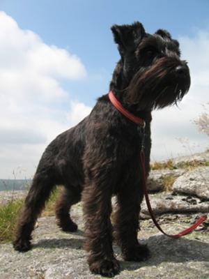 Archie on Dartmoor