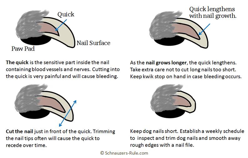 clipping dogs toenails