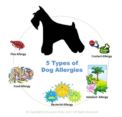 can eggs cause allergies in dogs