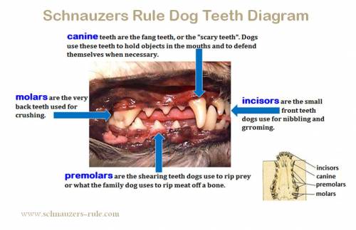 what are incisor teeth in dogs