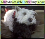 Friendship ecard, dog ecard, schnauzer card