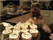 Miniature Schnauzer Buddy - the Baker