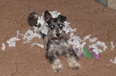 Miniature Schnauzer Rose