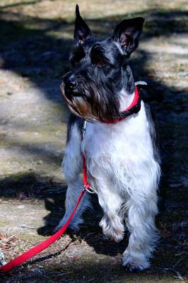 Miniature Schnauzer Kingston