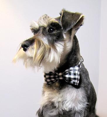 Prepping Your Miniature Schnauzer for the Groomer, by Nixi C, Creatures
