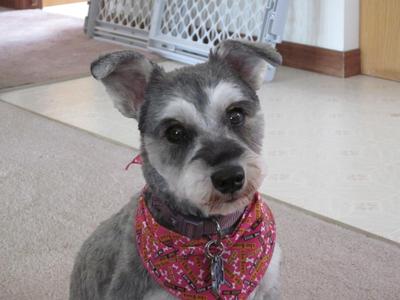 Bad clearance schnauzer haircut