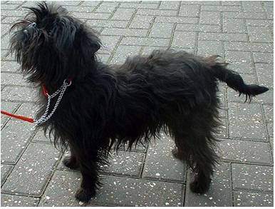 Affenpinscher