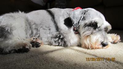 Miniature Schnauzer Bevo