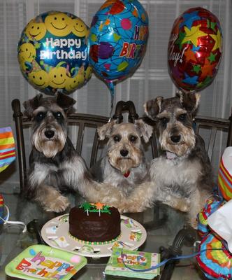 Miniature schnauzer cake hotsell