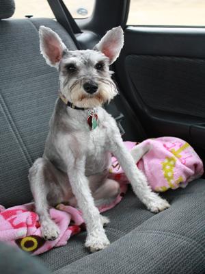 Miniature Schnauzer Guess on a road trip