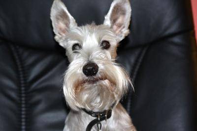 what to know before getting a miniature schnauzer