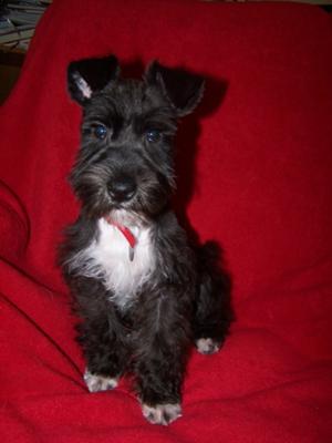 This is Lucy at 14 weeks...her first big girl haircut