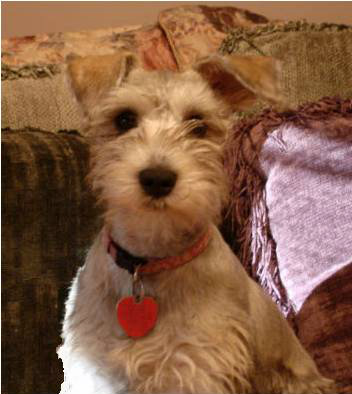 Miniature Schnauzer Mattie