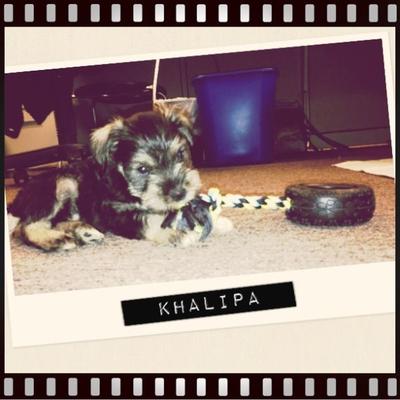 Mini Schnauzer puppy Khalipa