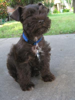 Miniature Schnauzer, Barksdale