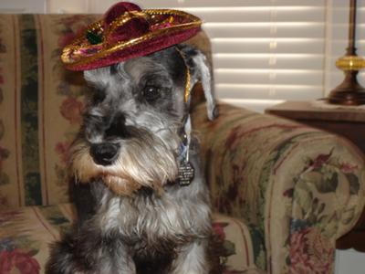 how is a mini schnauzer made