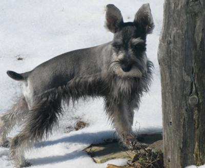 Miniature Schnauzer, Fun in the snow