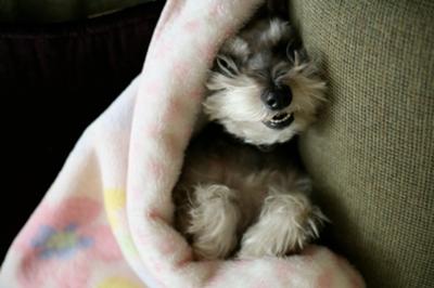 Miniature Schnauzer, Playing peek a boo with Mom