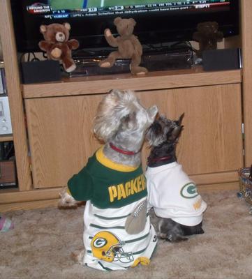 Mini Schnauzer Packer Backers