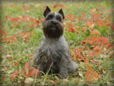 Miniature Schnauzer, Fall Time