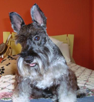 what are the congenital diseases in a miniature schnauzer puppy