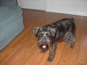 Miniature Schnauzer, Sabrina