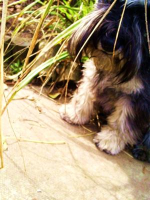 Miniature Schnauzer Bailey