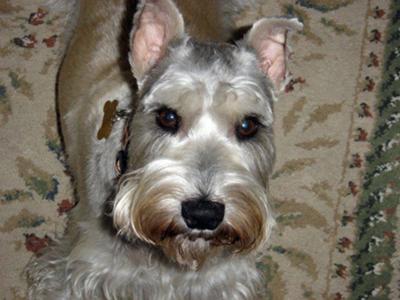 Miniature Schnauzer, Buckley