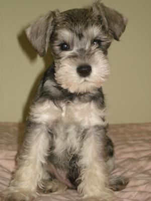 Miniature Schnauzer Butch