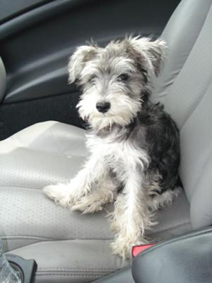 Miniature Schnauzer Butch