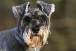 Miniature Schnauzer, Chip