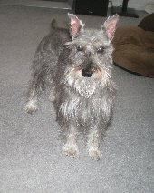 Miniature Schnauzer Ed