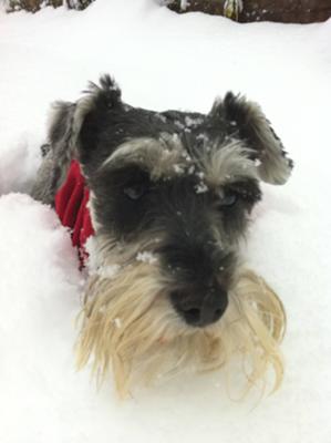 Miniature Schnauzer Evie in the snow