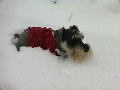 Miniature Schnauzer Evie tunneling thru the snow