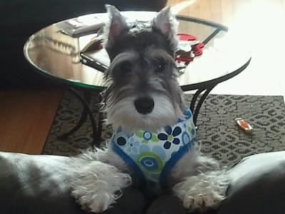 Miniature Schnauzer Gracie 