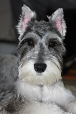 miniature schnauzer