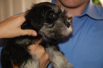 Mini Schnauzer Gracie