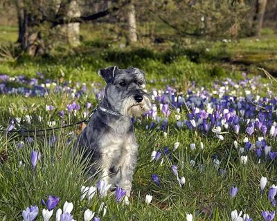 Springtime with Griffin