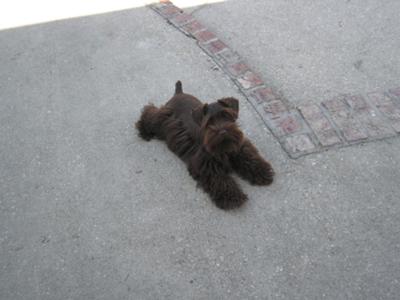 Miniature Schnauzer Resting