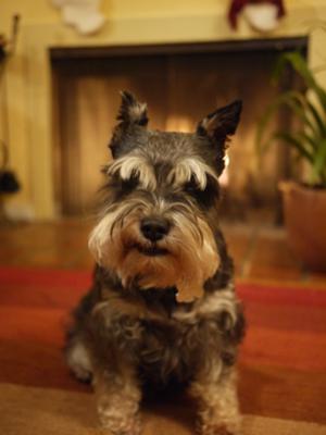 Miniature Schnauzer Lady Lulu