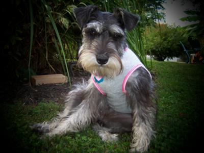 Miniature Schnauzer Lillypad