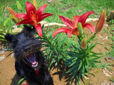 Miniature Schnauzer Lily Bell