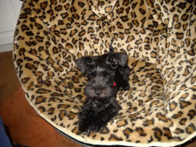 Miniature Schnauzer Lily Bell