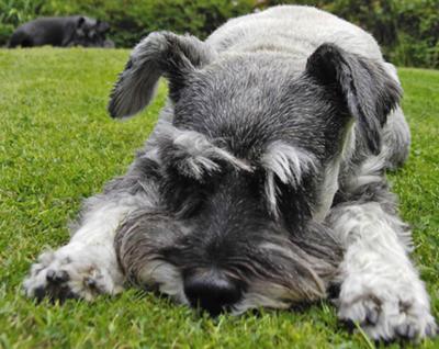 Miniature Schnauzer Max