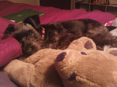 Moose loves to cuddle with stuffed animals.