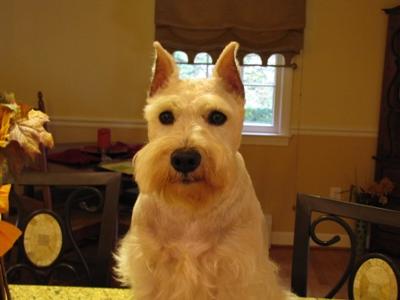 Miniature Schnauzer Murphy