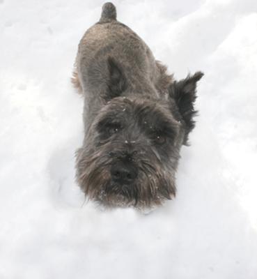 Miniature Schnauzer Romeo