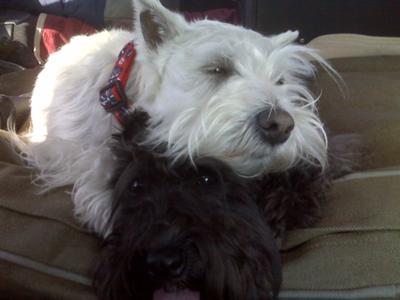 Miniature Schnauzers Oliver and Izzy