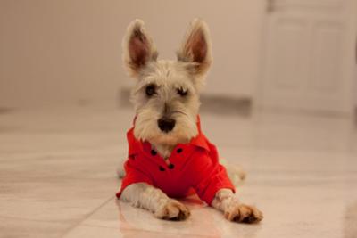 Miniature Schnauzer Nike