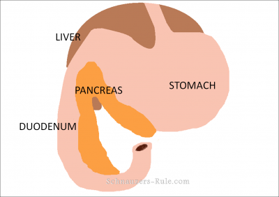 Pancreas produce Insulin
